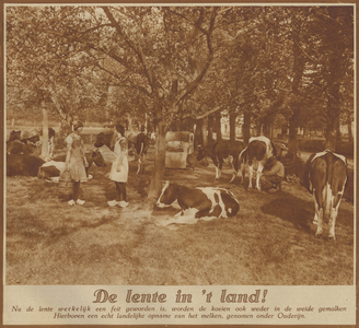 872558 Gezicht op een bloeiende boomgaard in de gemeente Oudenrijn, waar o.a. de koeien gemolken worden.
